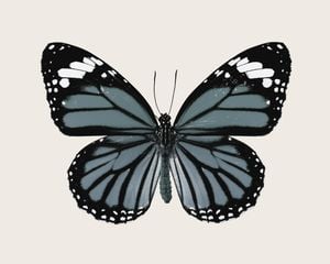 Blue Butterfly 50x40