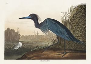 Blue Crane By John James Audubon 30x21