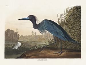 Blue Crane By John James Audubon 40x30