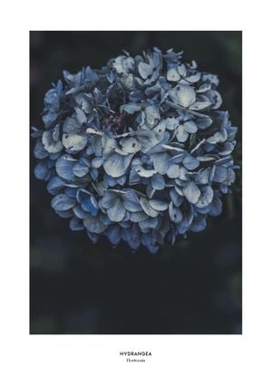 Blue Hydrangea 21x30