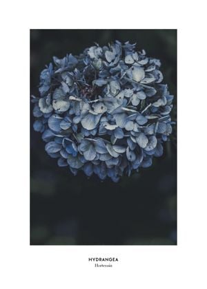 Blue Hydrangea