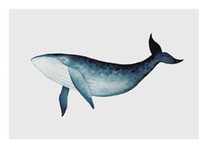 Blue Whale