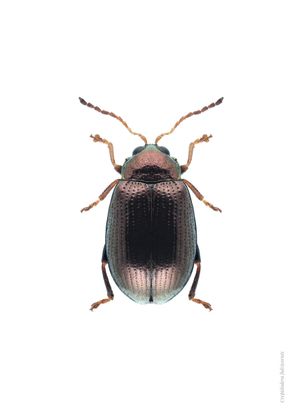 Bronze Beetle