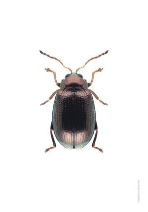 Bronze Beetle 70x100