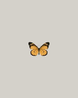 Butterfly Orange 40x50