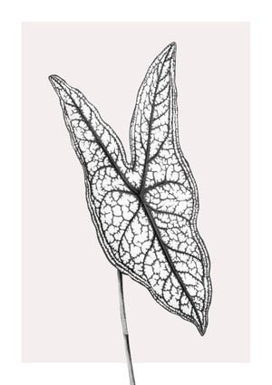 Butterfly Plant 21x30