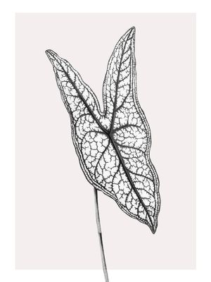 Butterfly Plant 30x40