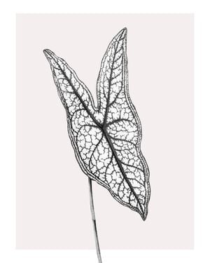 Butterfly Plant 40x50