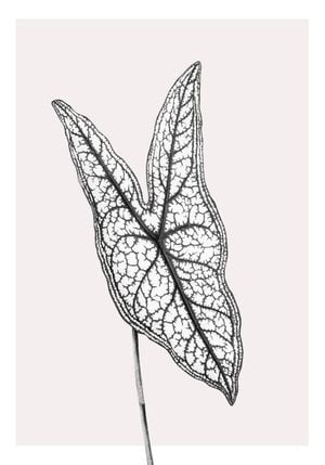 Butterfly Plant 70x100