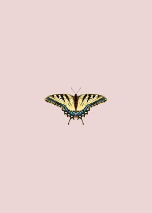 Butterfly Yellow