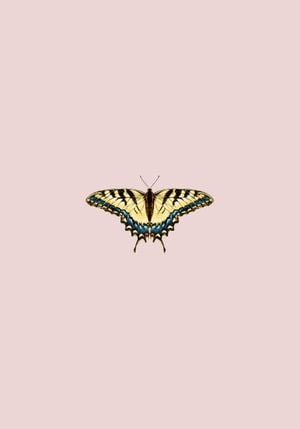 Butterfly Yellow 70x100