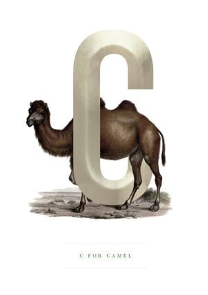 C For Camel 21x30