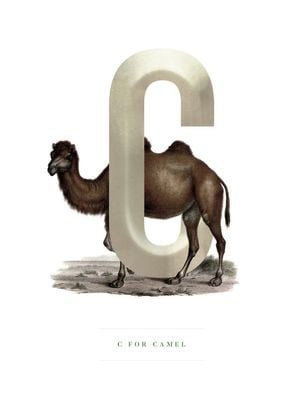 C For Camel 30x40