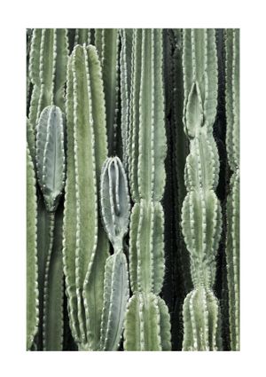 Cactus 21x30