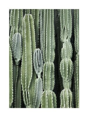 Cactus 30x40