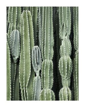 Cactus 40x50