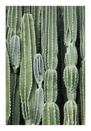 Cactus 70x100
