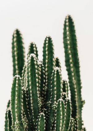 Cactus Family