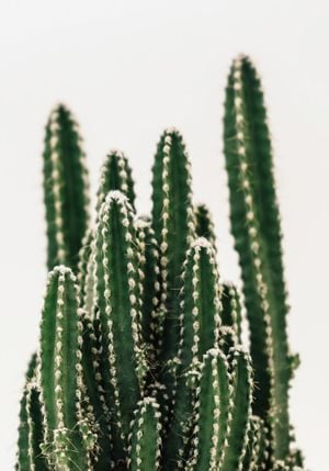 Cactus Family 70x100