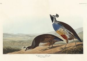 California Partridge By John James Audubon 30x21
