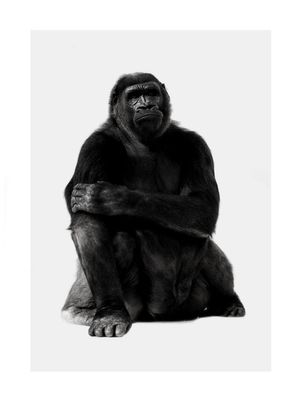 Chill Gorilla Portrait 30x40