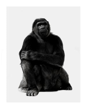 Chill Gorilla Portrait 40x50