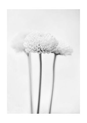 Chrysanthemum Black And White 21x30