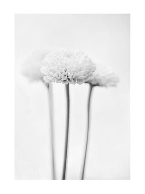 Chrysanthemum Black And White 30x40