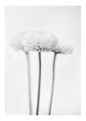 Chrysanthemum Black And White