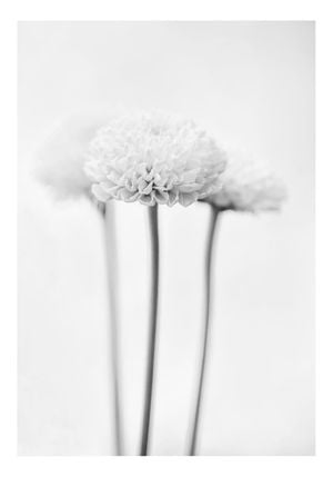 Chrysanthemum Black And White 70x100
