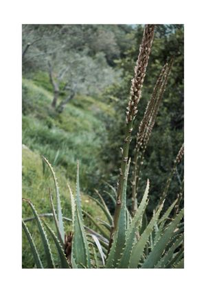 Coastal Garden 21x30