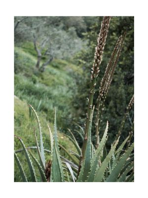 Coastal Garden 30x40