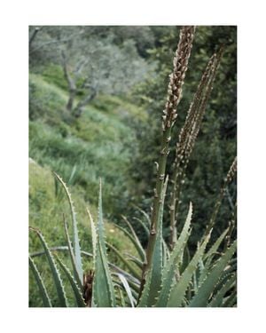 Coastal Garden 40x50