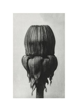 Common Dandelion By Karl Blossfeldt 21x30