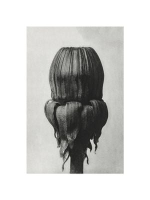 Common Dandelion By Karl Blossfeldt 30x40