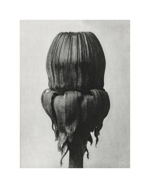 Common Dandelion By Karl Blossfeldt 40x50