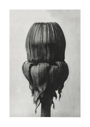 Common Dandelion By Karl Blossfeldt