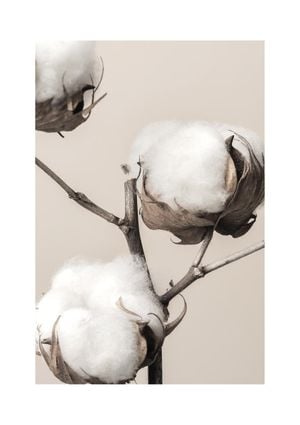 Cotton 21x30
