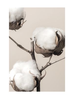 Cotton 30x40