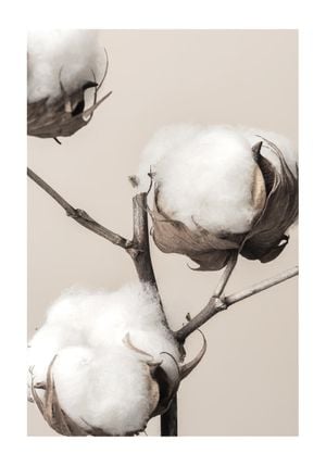 Cotton 70x100