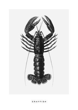 Crayfish 21x30