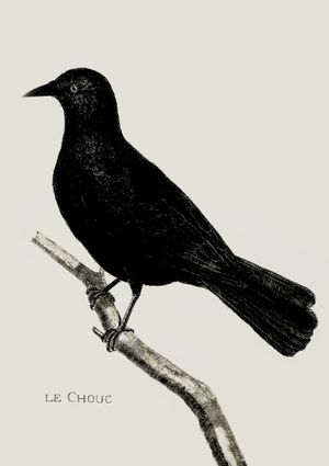 Crow Illustration 21x30