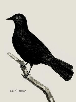 Crow Illustration 30x40