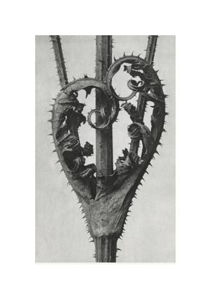 Cutleaf Teasel By Karl Blossfeldt 21x30