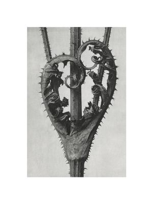 Cutleaf Teasel By Karl Blossfeldt 30x40