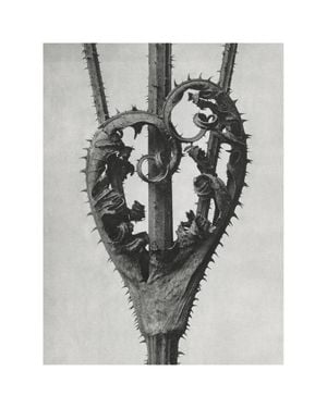 Cutleaf Teasel By Karl Blossfeldt 40x50