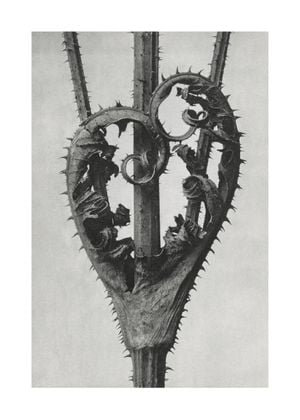 Cutleaf Teasel By Karl Blossfeldt