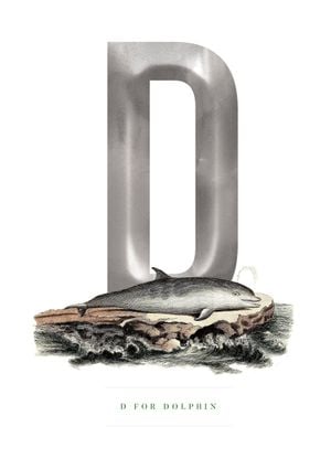 D For Dolphin 21x30