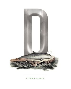 D For Dolphin 40x50