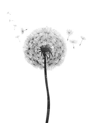 Dandelion 30x40